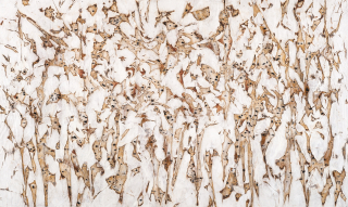 Life of Flame No.1905-1