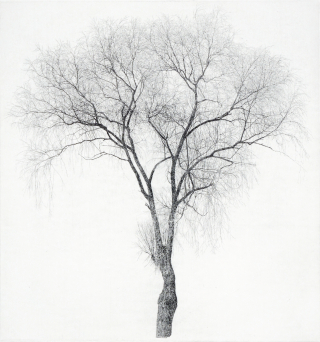 한강변 버드나무6