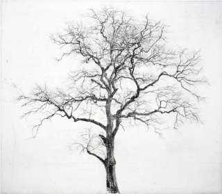 양지마을 둑방나무