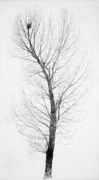 반양리 버드나무