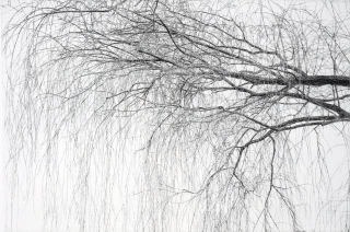 한강변 버드나무3