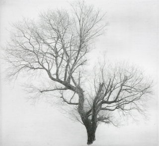 양유리 버드나무