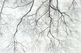 한강변 버드나무5