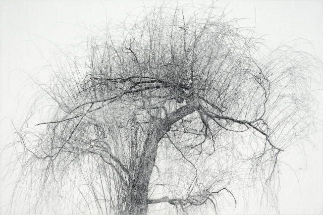 한강변 버드나무4