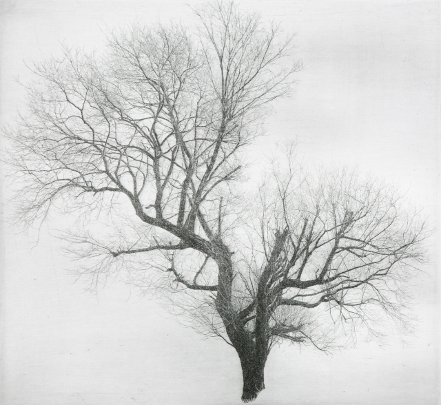 양유리 버드나무