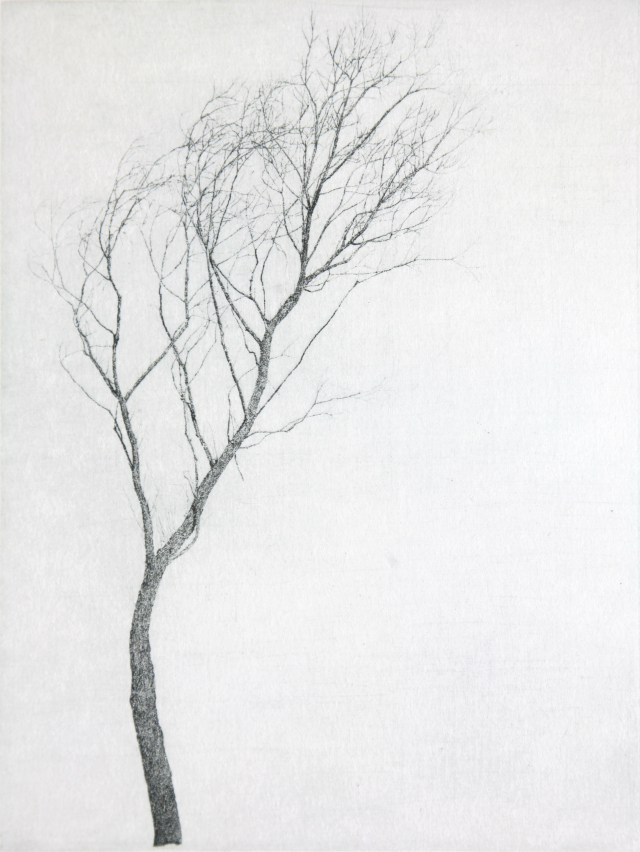 한강변 버드나무